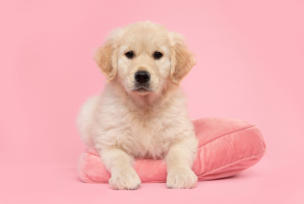 Golden retriever puppy lounging on a pink cushion, a welcoming touch for learning how to earn more profit on a short-term rental property.